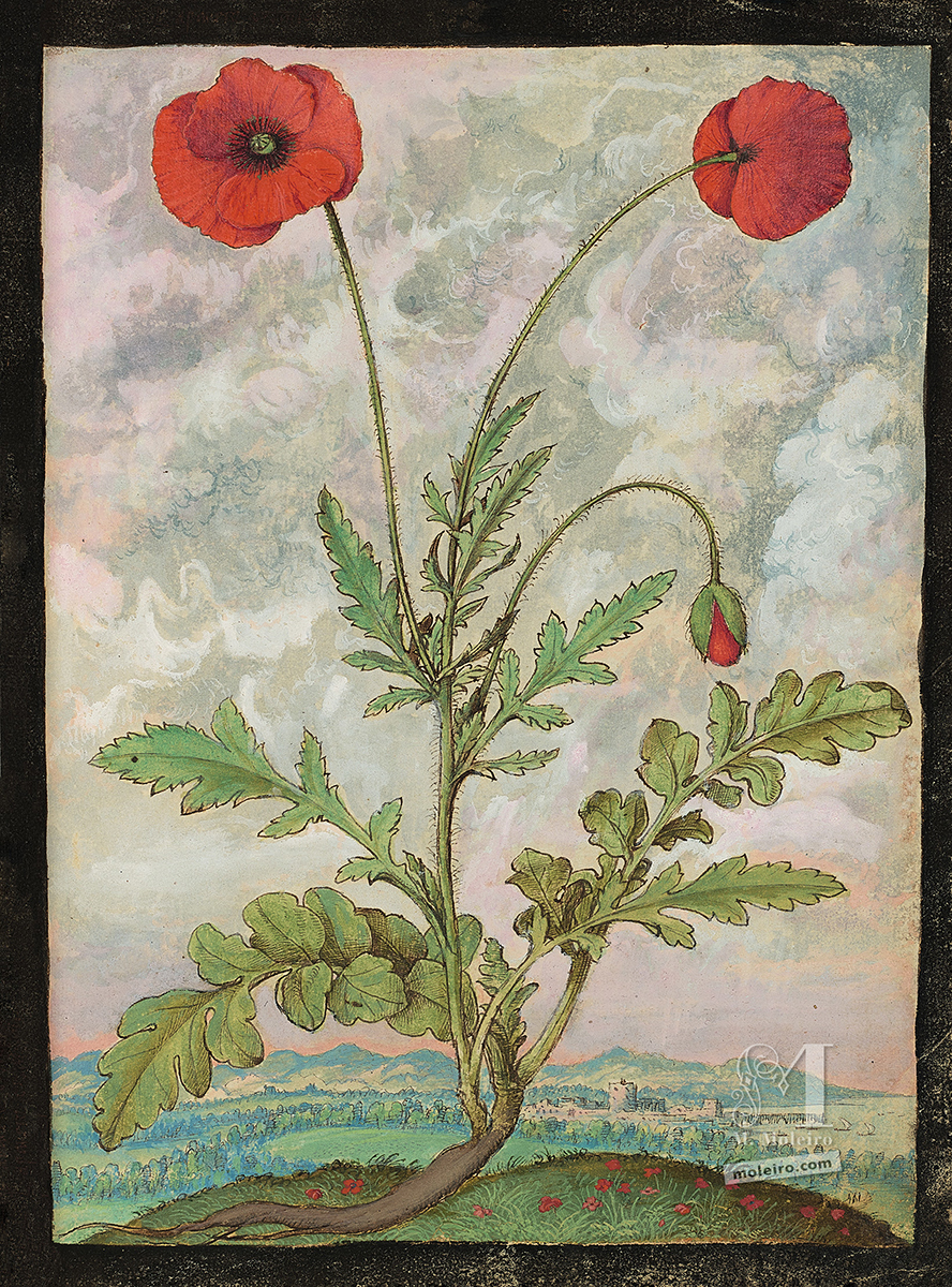 How to draw plants in the Middle Ages and Renaissance